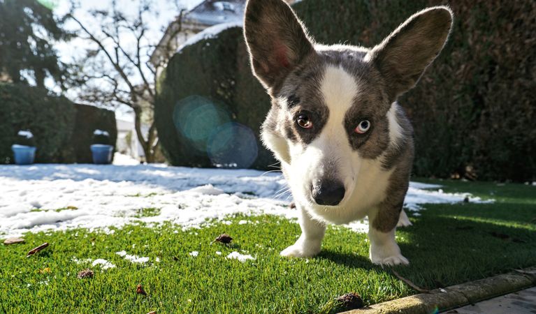 Dog breed Corgi Cardigan plays on the spring melted snow