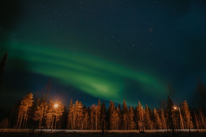Northern lights over conifer trees