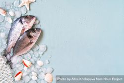 Fish on ice with net and seashells, copy space 4jDEv0