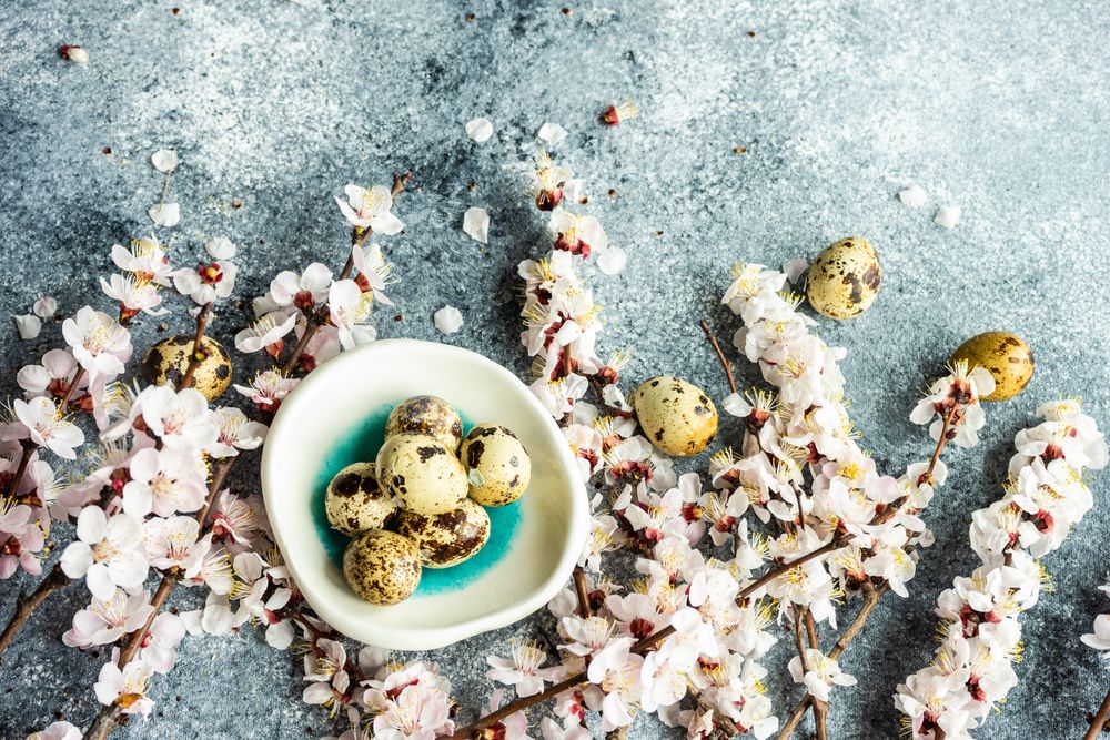 Top view of spring floral concept with apricot blossom with bowl of speckled eggs