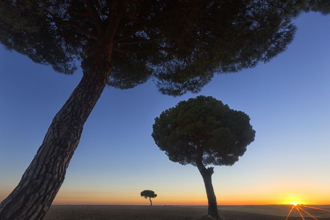 Silhouette of trees in sunset valley