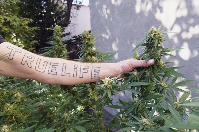 Hand with tattoo reaching for marijuana plant