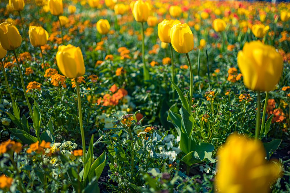Yellow tulips patch