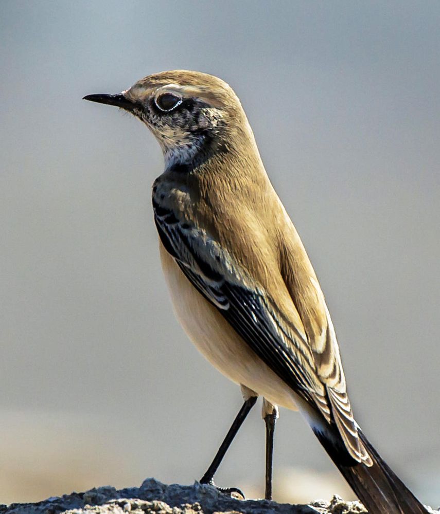 Wheatear bird perching on rock