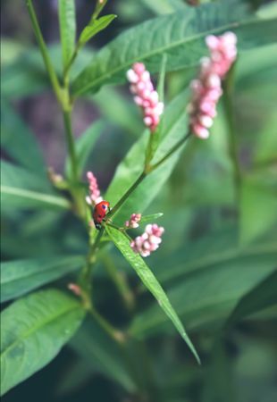 Ladybug is in green leaves. Little flowers and ladybug.