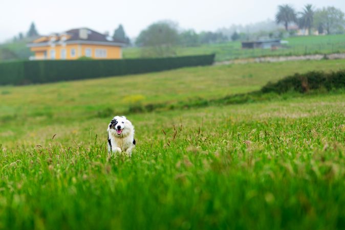 border collie blue merle dog