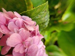 background of pink flowers in spring