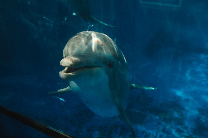 Gray dolphin swimming underwater in aquarium with blue water