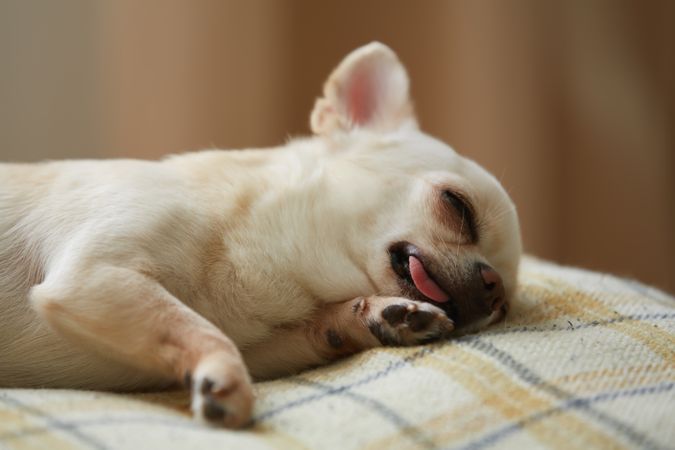 Cute Chihuahua Sleeping with Tongue Out