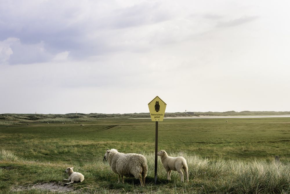 Sheep and lambs on meadow infant of warning sign