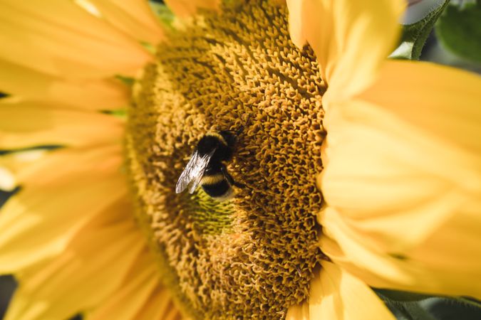 Bee on yellow flower