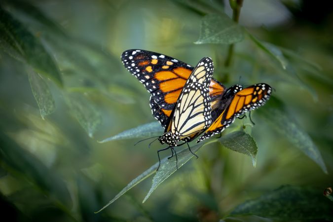 Mating Behavior of Endangered Monarch Butterflies on Green Foliage.