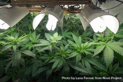 Marijuana leaves under lighting in an indoor growing operation 4NydD5