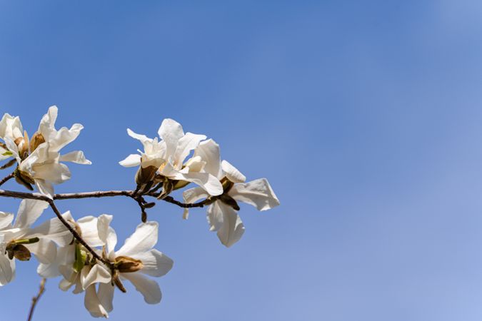 Blooming magnolia tree in the spring park