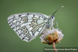 Light butterfly on flower 5wkqm5