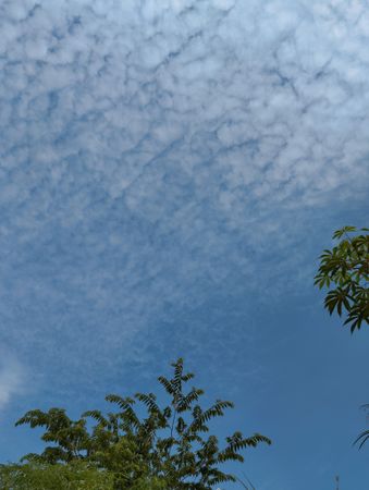 Tree with a view of the sky with white clouds crossing