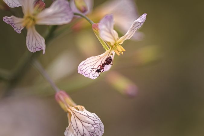 Large ant crawling in pink flower