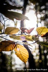 Translucent colorful leaves in a sunny forest, vertical 5pLlg5