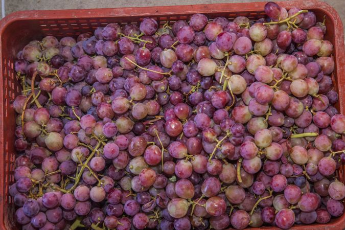 Ripe juicy purple grapes in plastic box