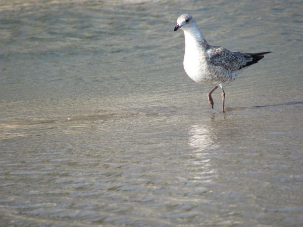 Seagull on Beach