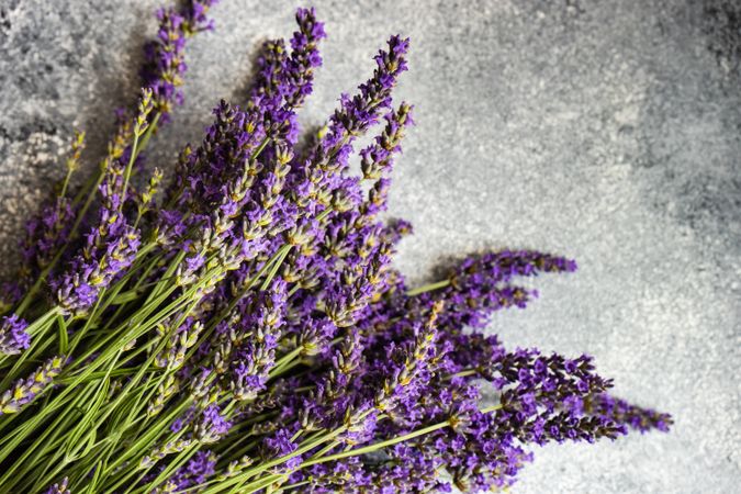 Fresh lavender flowers on grey counter