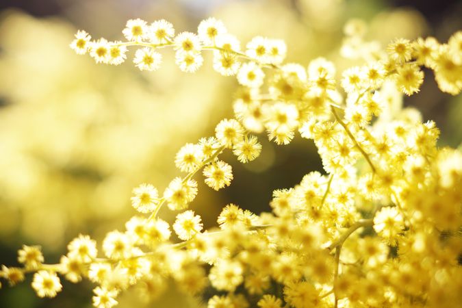 Tender golden twigs on sunny day
