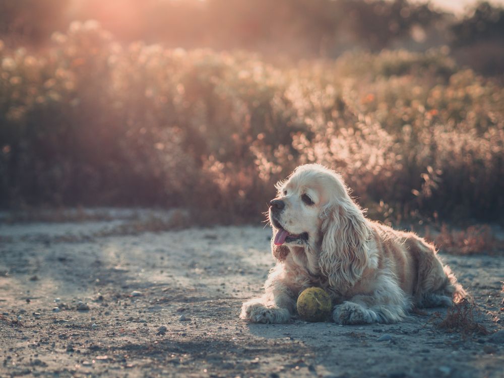 Funny dog lying on ground between plants