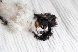 Cavalier Spaniel relaxing in bed