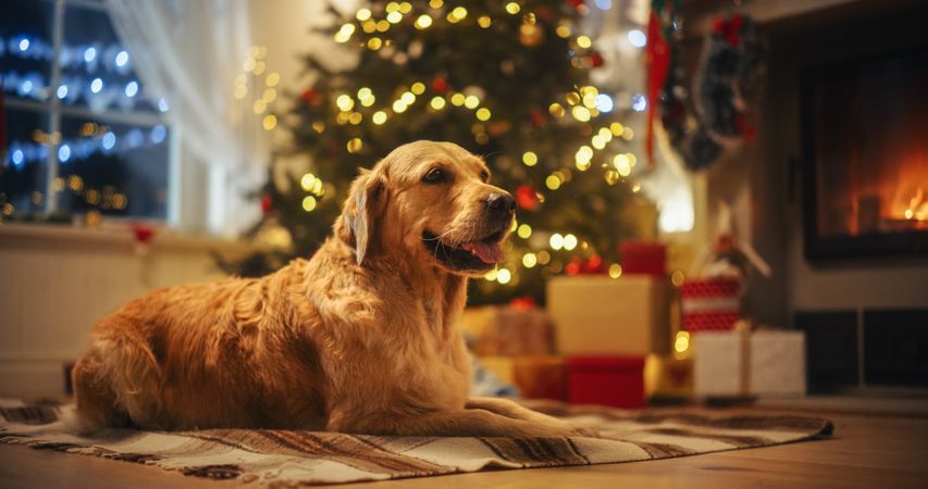 Cute Purebred Golden Retriever Enjoying the Warmth Inside on a Winter Night: Dog Resting Next to a Fireplace Decorated Christmas Ornaments, Garlands and Stockings.