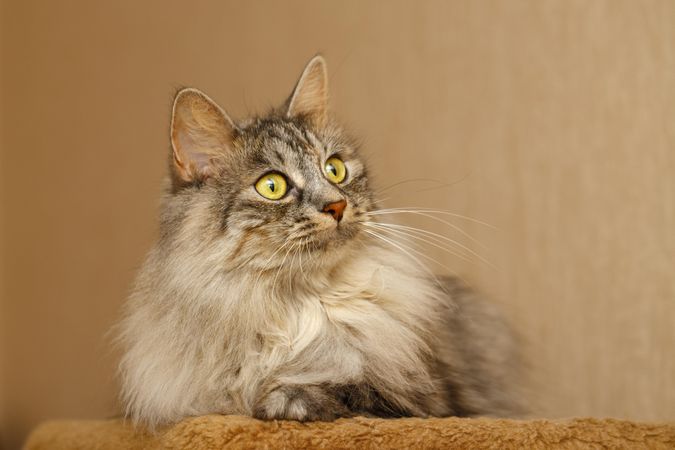 Portrait of fluffy grey cat with yellow eyes
