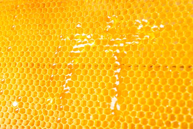 Honeycombs with sweet golden honey on whole background, close up
