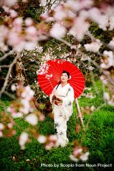 Japanese woman in light kimono holding red umbrella standing in a garden of cherry blossom trees 5lK370