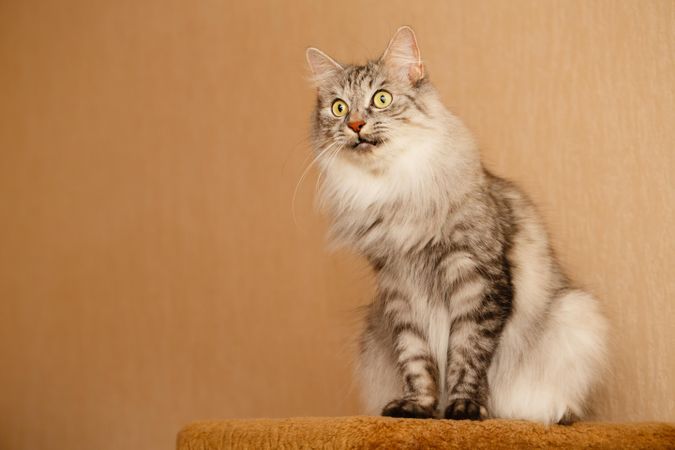 Curious grey cat with big eyes sitting on orange carpet