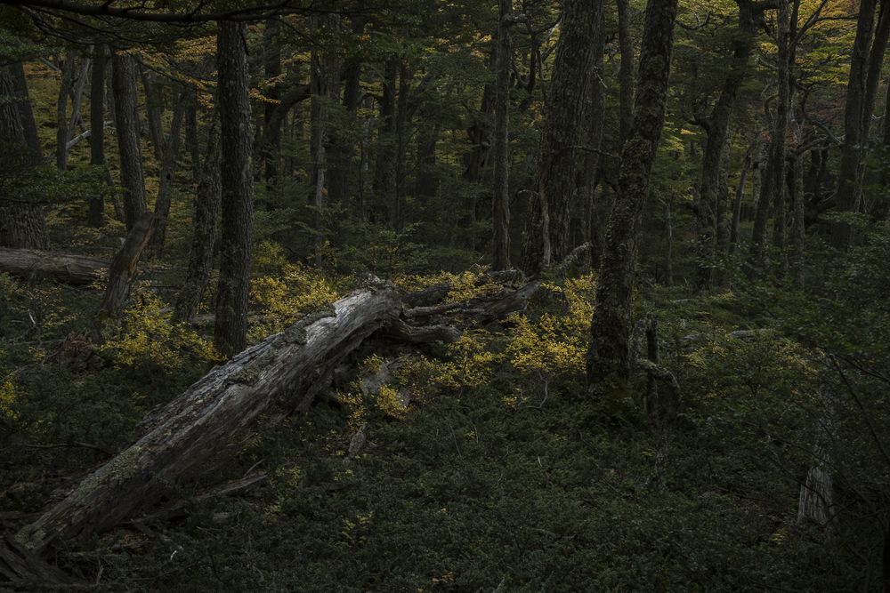 Tree trunk fallen in forest