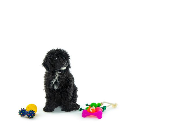 Dog sitting with colorful toys with copy space