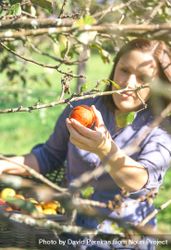 Woman hand picking red apple from the tree on sunny day 56GxgV