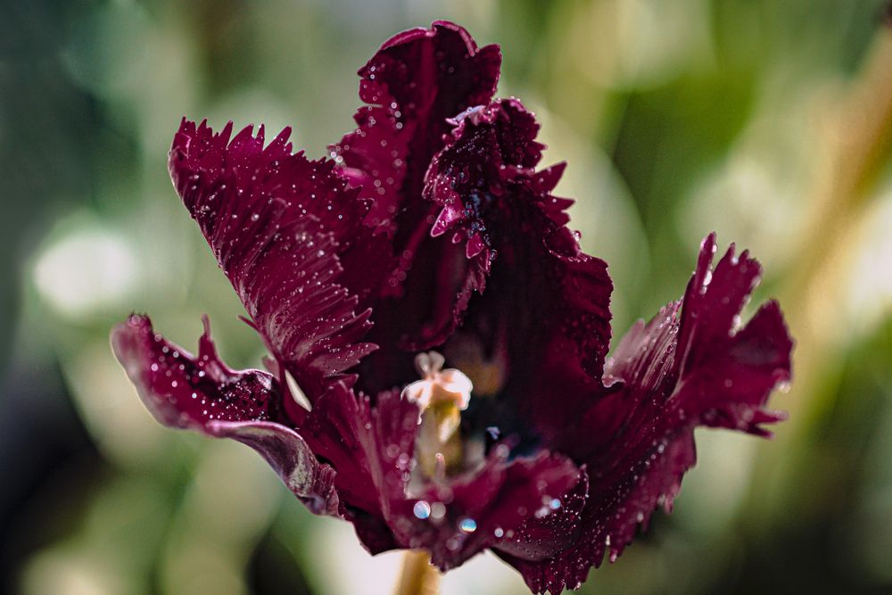 Maroon tulip with yellow on the inside