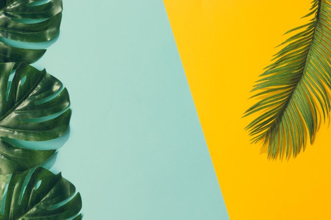 Tropical leaves and palm leaf on blue and yellow background