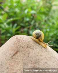Brown snail on brown rock 5k6oL0