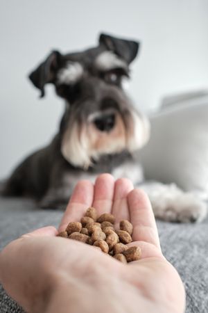 Obedient dog sitting on sofa and waiting for food