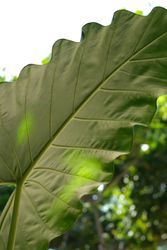 Leaf
