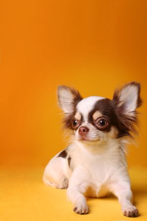 A Chihuahua sitting on a yellow-orange background, facing slightly to the side