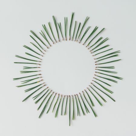 Pine needles in circle