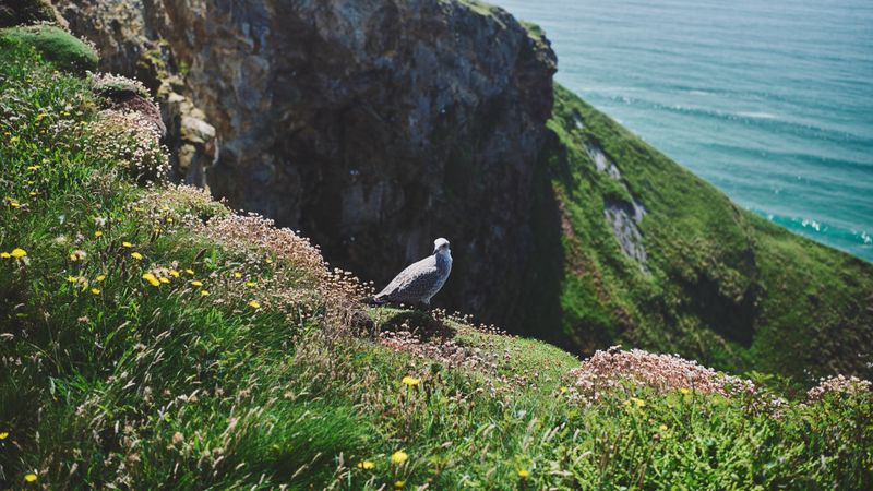 Bird on a cliff by the sea