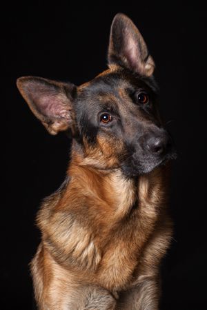 Amazing dog staring at camera