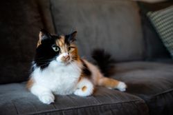 Pretty cat on couch