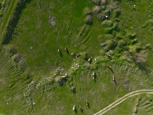 Top down photo of green pastures on a sunny summer day.