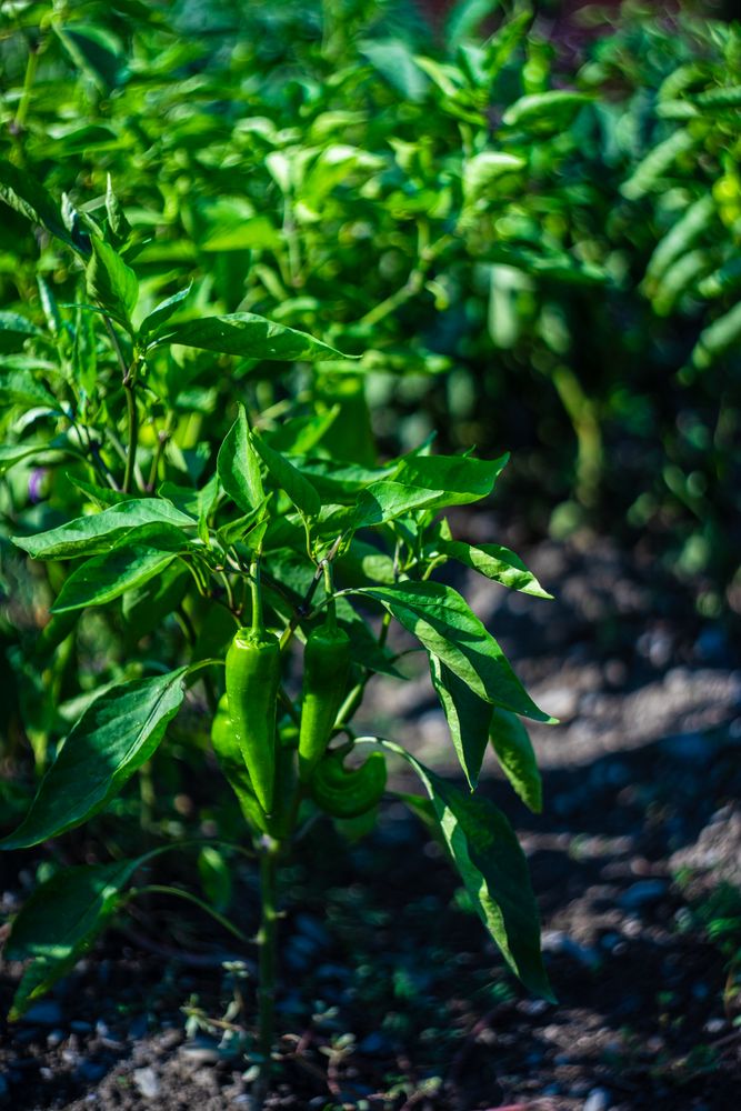 Farm field with green chilli pepper growing in the sun