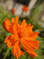 beautiful orange flower background