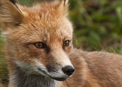 Portrait of fox